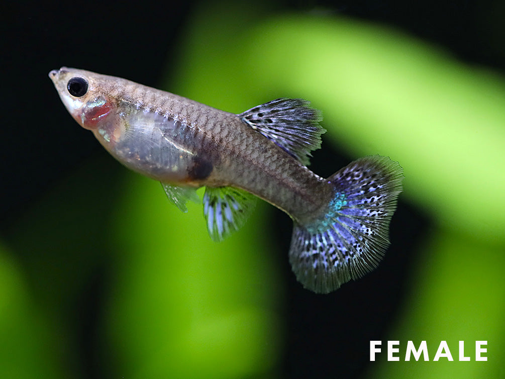 Purple Dragon Guppy (Poecilia reticulata) - Tank Bred