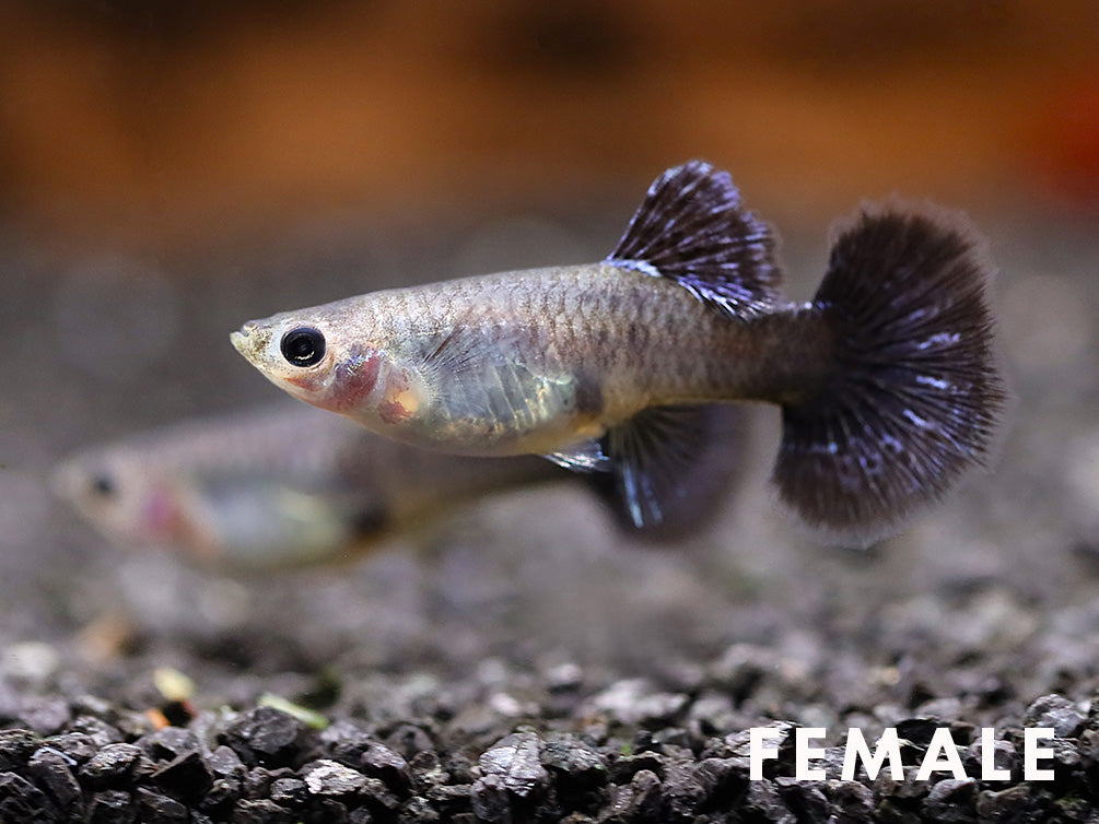 Purple Dragon Guppy (Poecilia reticulata) - Tank Bred
