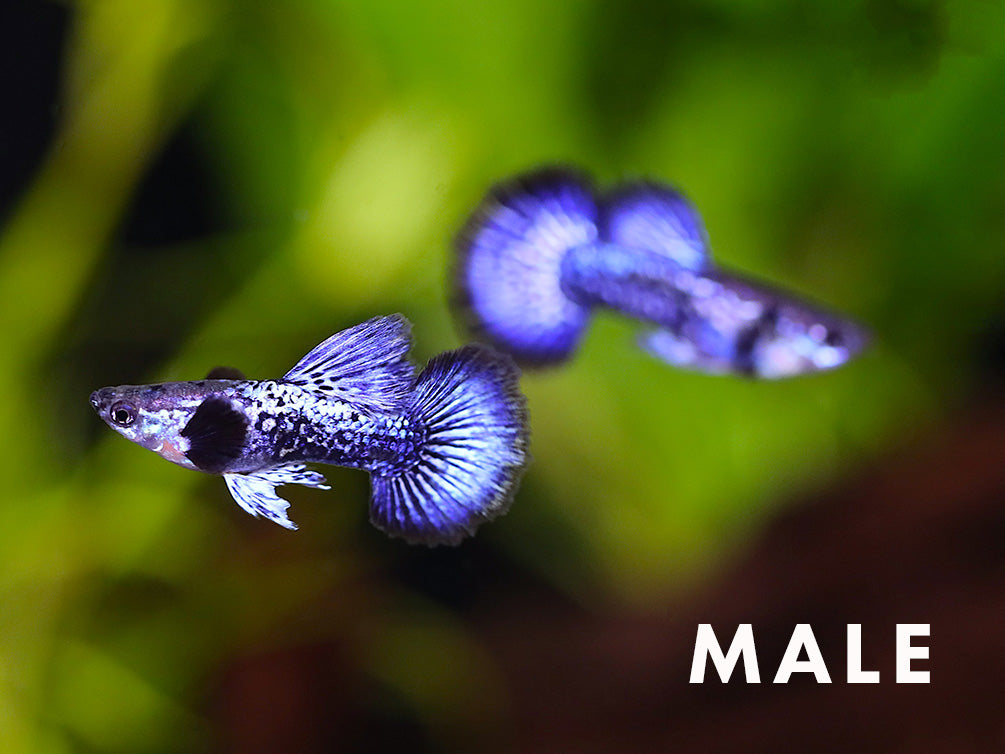 Purple Dragon Guppy (Poecilia reticulata) - Tank Bred