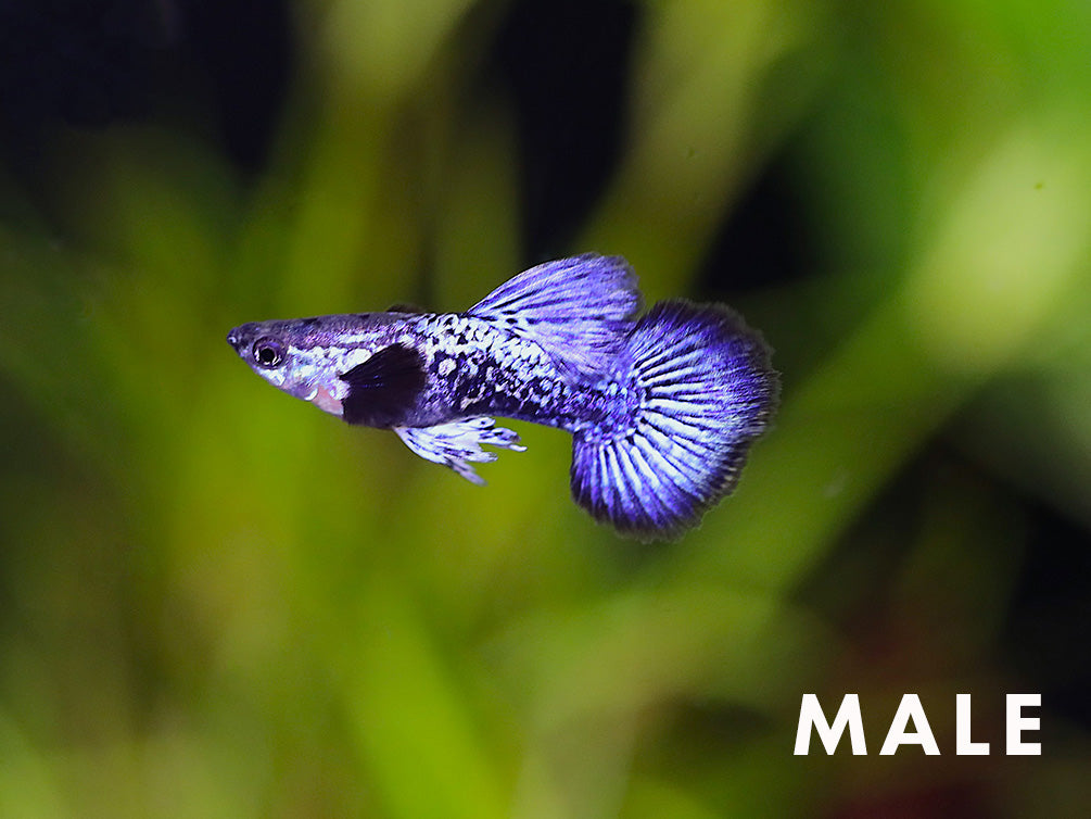 Purple Dragon Guppy (Poecilia reticulata) - Tank Bred