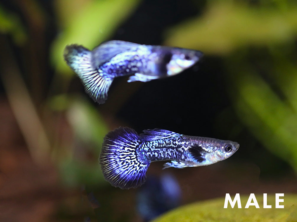Purple Dragon Guppy (Poecilia reticulata) - Tank Bred