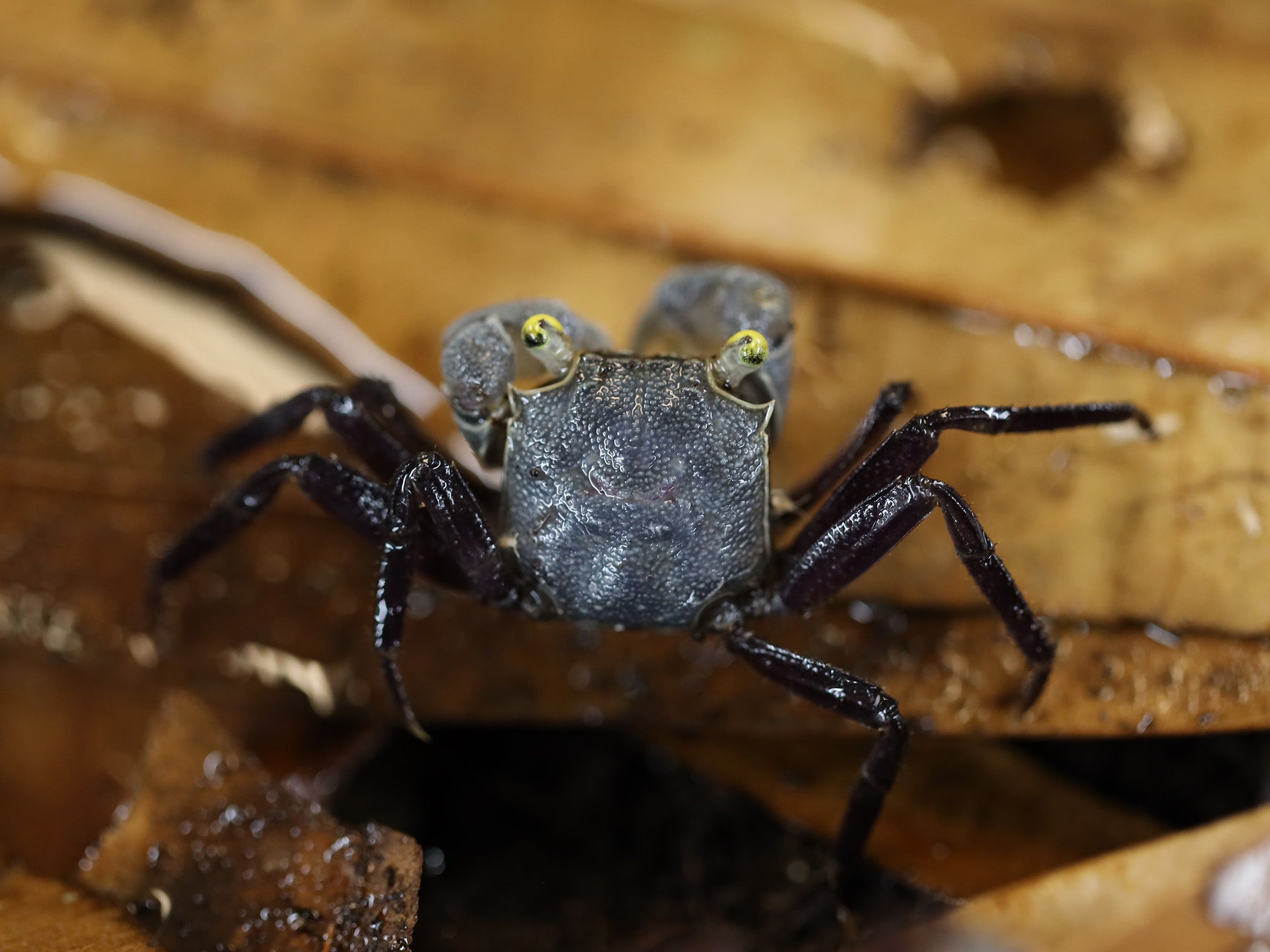 Purple Haze Vampire Crab (Geosesarma sp.) | Buricak | Graphite
