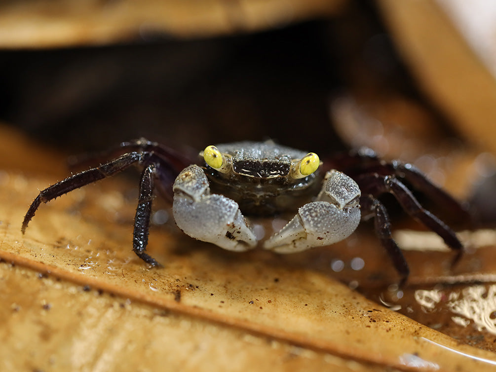 Purple Haze Vampire Crab (Geosesarma sp. "Purple Haze") | Buricak Vampire Crab | Graphite Grey Vampire Crab