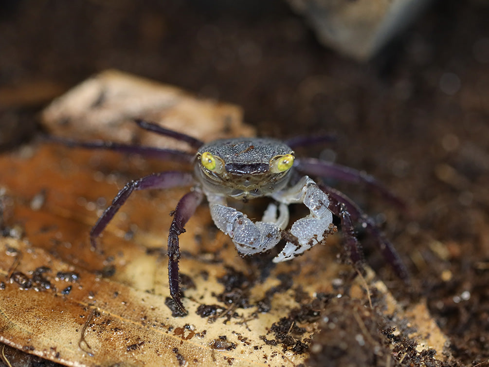 Purple Haze Vampire Crab (Geosesarma sp. "Purple Haze") | Buricak Vampire Crab | Graphite Grey Vampire Crab