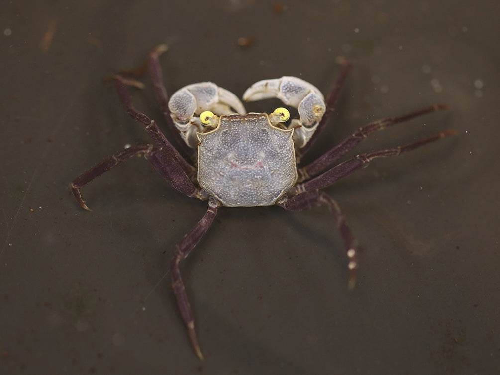 Purple Haze Vampire Crab (Geosesarma sp. "Purple Haze") | Buricak Vampire Crab | Graphite Grey Vampire Crab