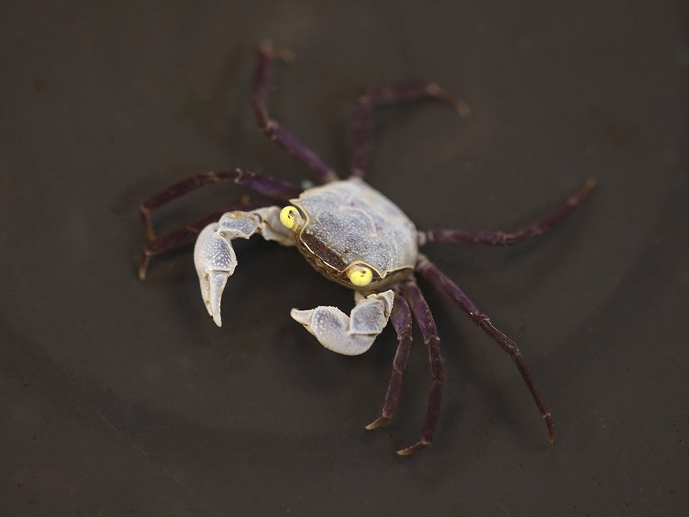 Purple Haze Vampire Crab (Geosesarma sp. "Purple Haze") | Buricak Vampire Crab | Graphite Grey Vampire Crab