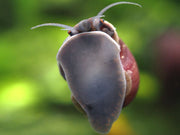Purple Mystery Snail Breeder Combo Box