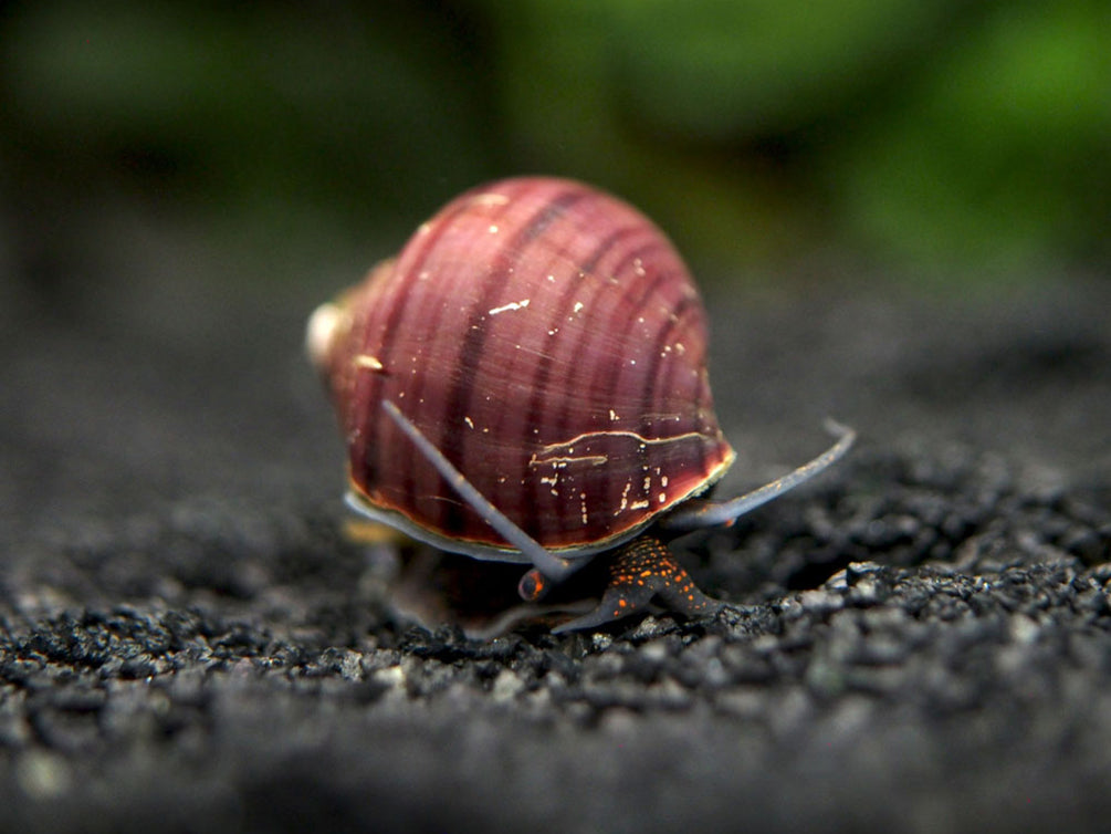 SUPER DELUXE Multi-Color Mystery Snail Combo Pack (Pomacea bridgesii) - Tank-Bred!