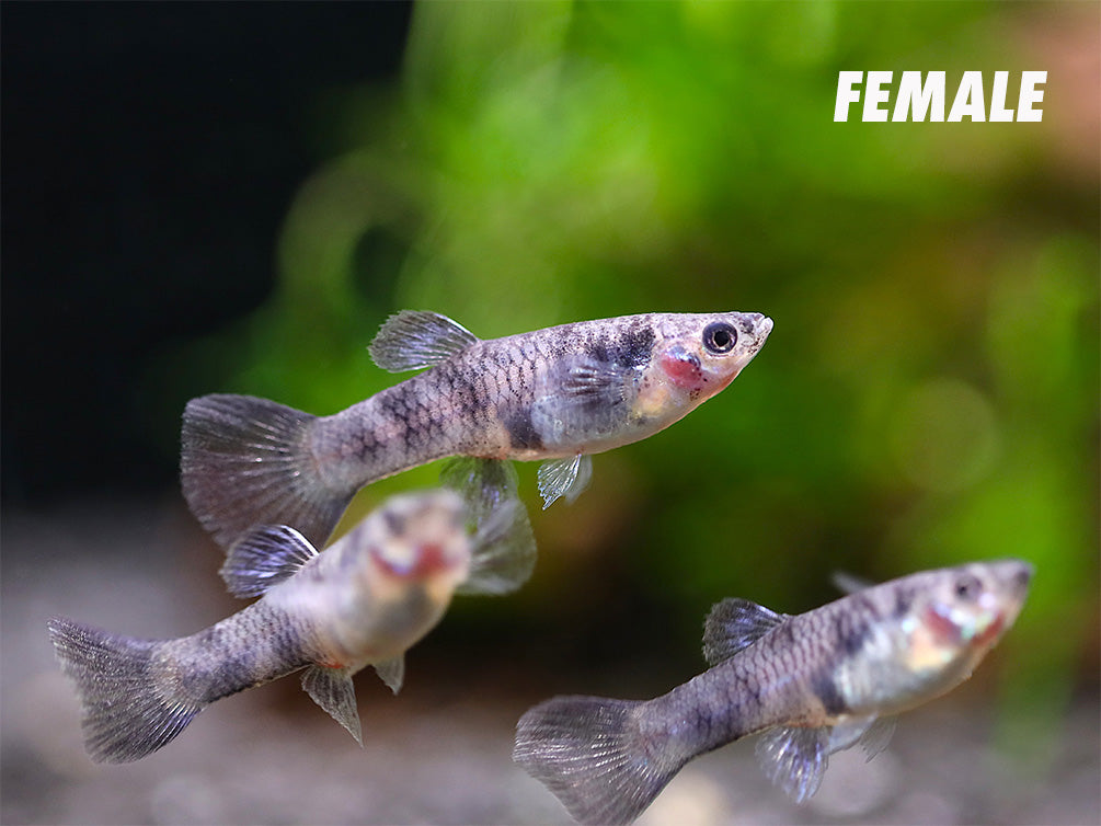 Purple Tiger Guppy (Poecilia reticulata) – Tank-Bred