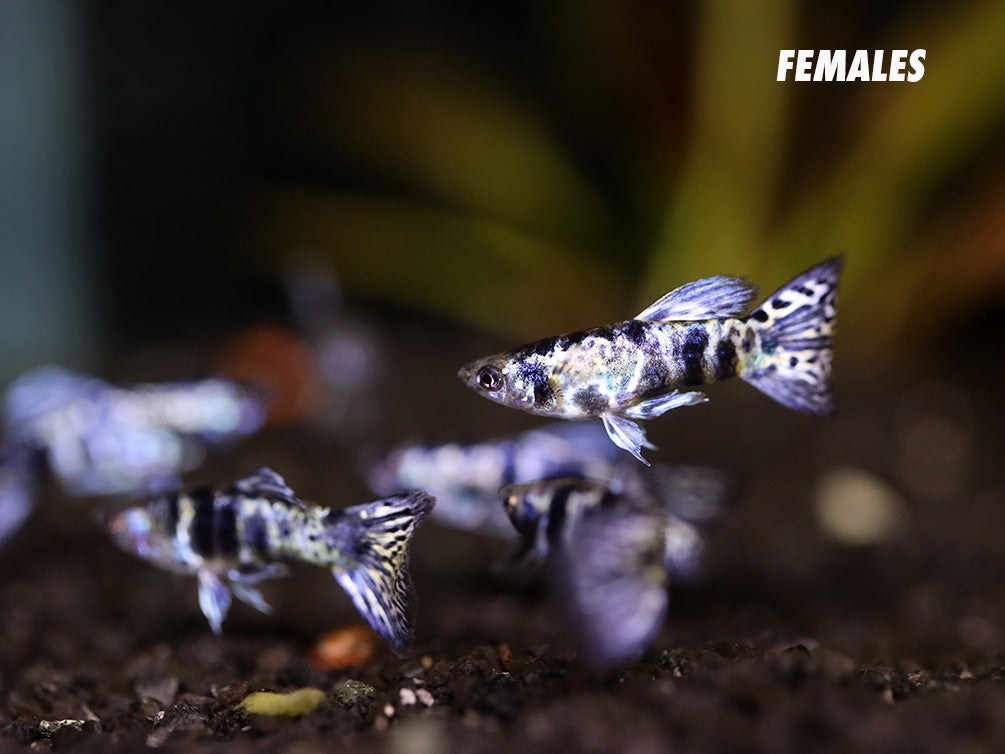 Purple Tiger Guppy (Poecilia reticulata) – Tank-Bred
