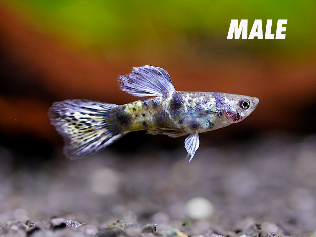 Purple Tiger Guppy (Poecilia reticulata) – Tank-Bred