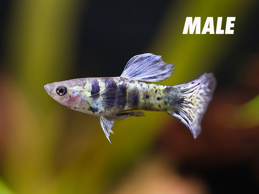 Purple Tiger Guppy (Poecilia reticulata) – Tank-Bred