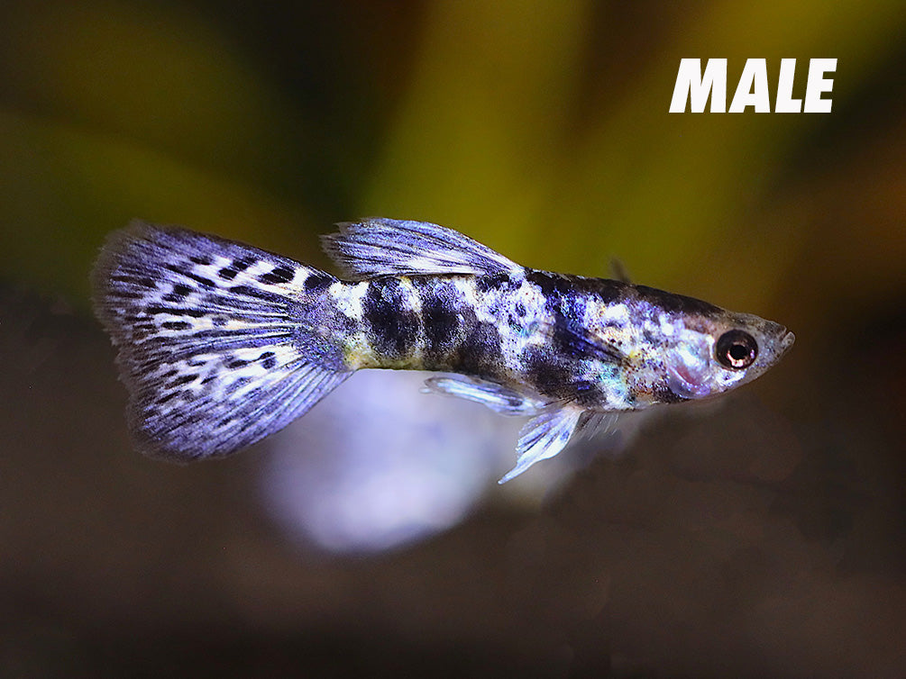 Purple Tiger Guppy (Poecilia reticulata) – Tank-Bred