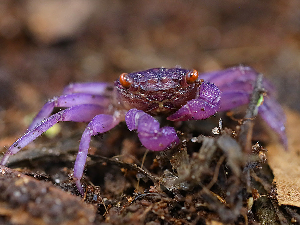 Adult male Lavender Vampire Crab (Geosesarma sp.) displaying vibrant lavender-purple coloration and bright yellow eyes in a naturalistic tropical paludarium.