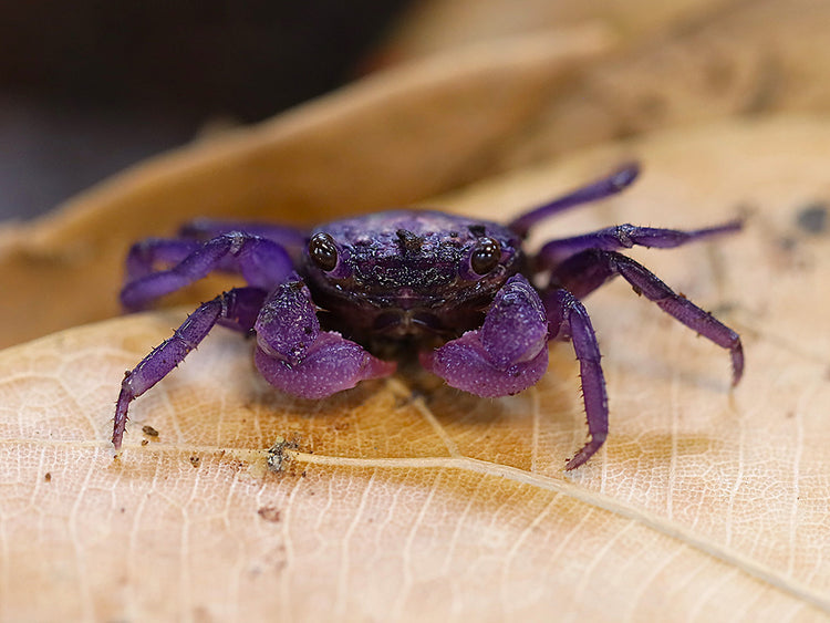 Adult male Lavender Vampire Crab (Geosesarma sp.) displaying vibrant lavender-purple coloration and bright yellow eyes in a naturalistic tropical paludarium.