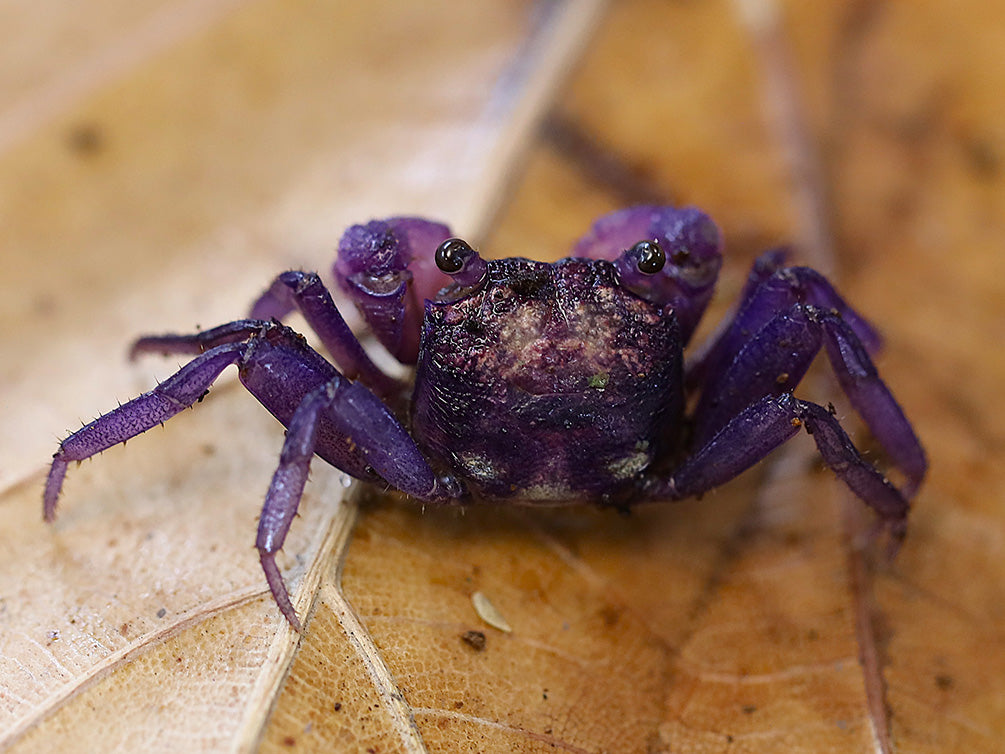 Young male Lavender Vampire Crab (Geosesarma sp.) with developing purple coloration that will continue to intensify as it matures through successive molts.