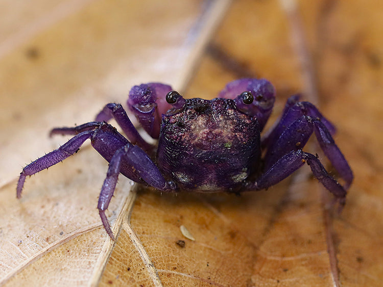 Young male Lavender Vampire Crab (Geosesarma sp.) with developing purple coloration that will continue to intensify as it matures through successive molts.