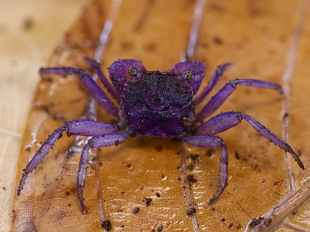 Young male Lavender Vampire Crab (Geosesarma sp.) with developing purple coloration that will continue to intensify as it matures through successive molts.
