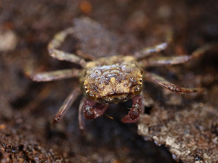 Juvenile female Lavender Vampire Crab (Geosesarma sp.) displaying natural brown and tan juvenile coloration before developing the richer lavender-purple colors seen in mature females.