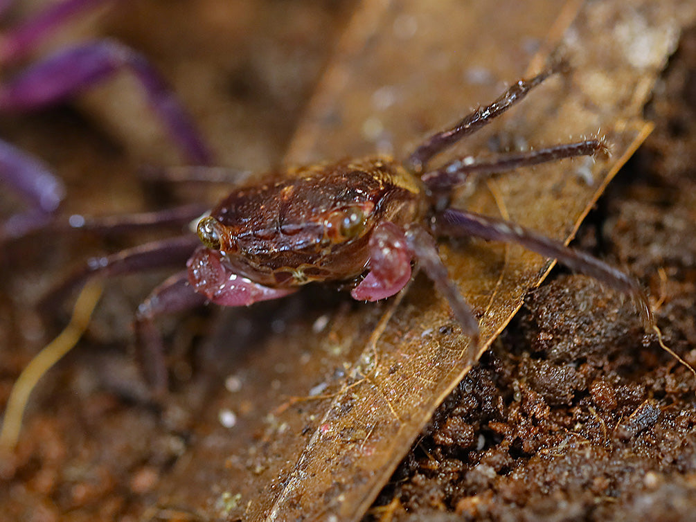 Juvenile female Lavender Vampire Crab (Geosesarma sp.) displaying natural brown and tan juvenile coloration before developing the richer lavender-purple colors seen in mature females.