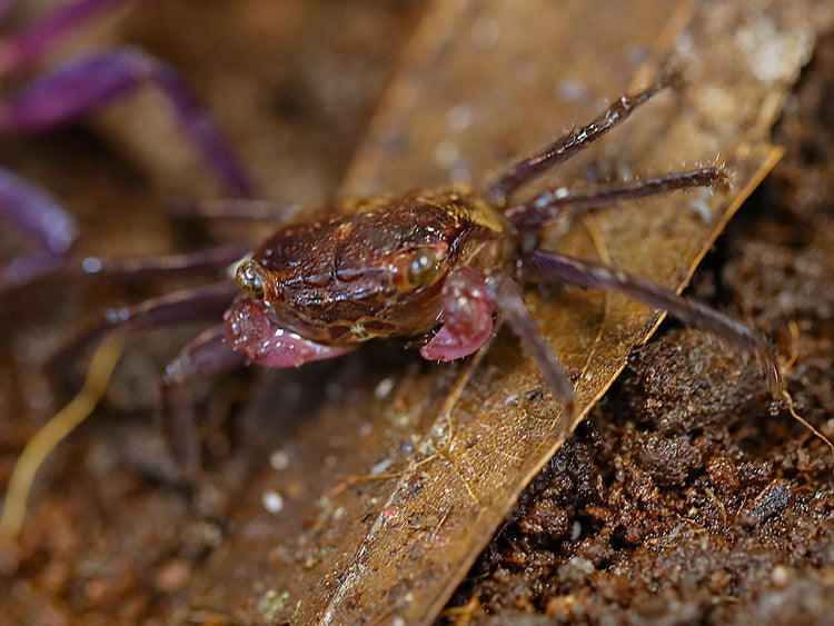 Juvenile female Lavender Vampire Crab (Geosesarma sp.) displaying natural brown and tan juvenile coloration before developing the richer lavender-purple colors seen in mature females.