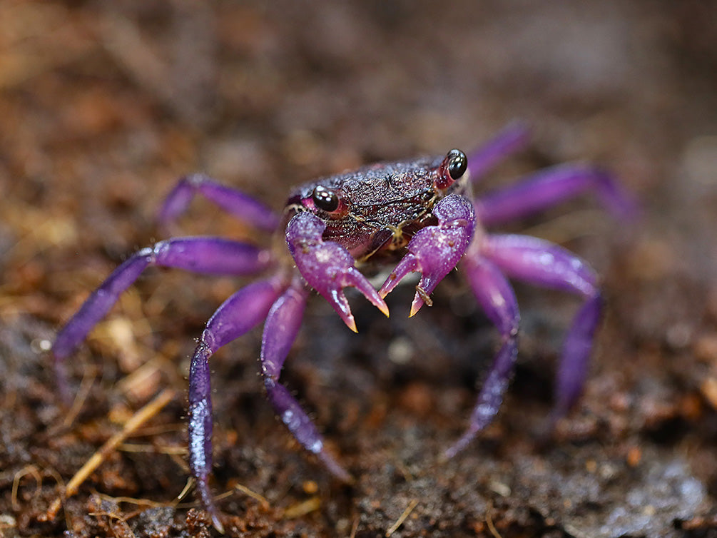 Mature female Lavender Vampire Crab (Geosesarma sp.) exhibiting soft lavender-purple coloration after reaching adult size in a planted paludarium.