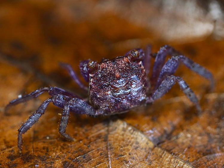 Juvenile female Lavender Vampire Crab (Geosesarma sp.) displaying natural brown and tan juvenile coloration before developing the richer lavender-purple colors seen in mature females.