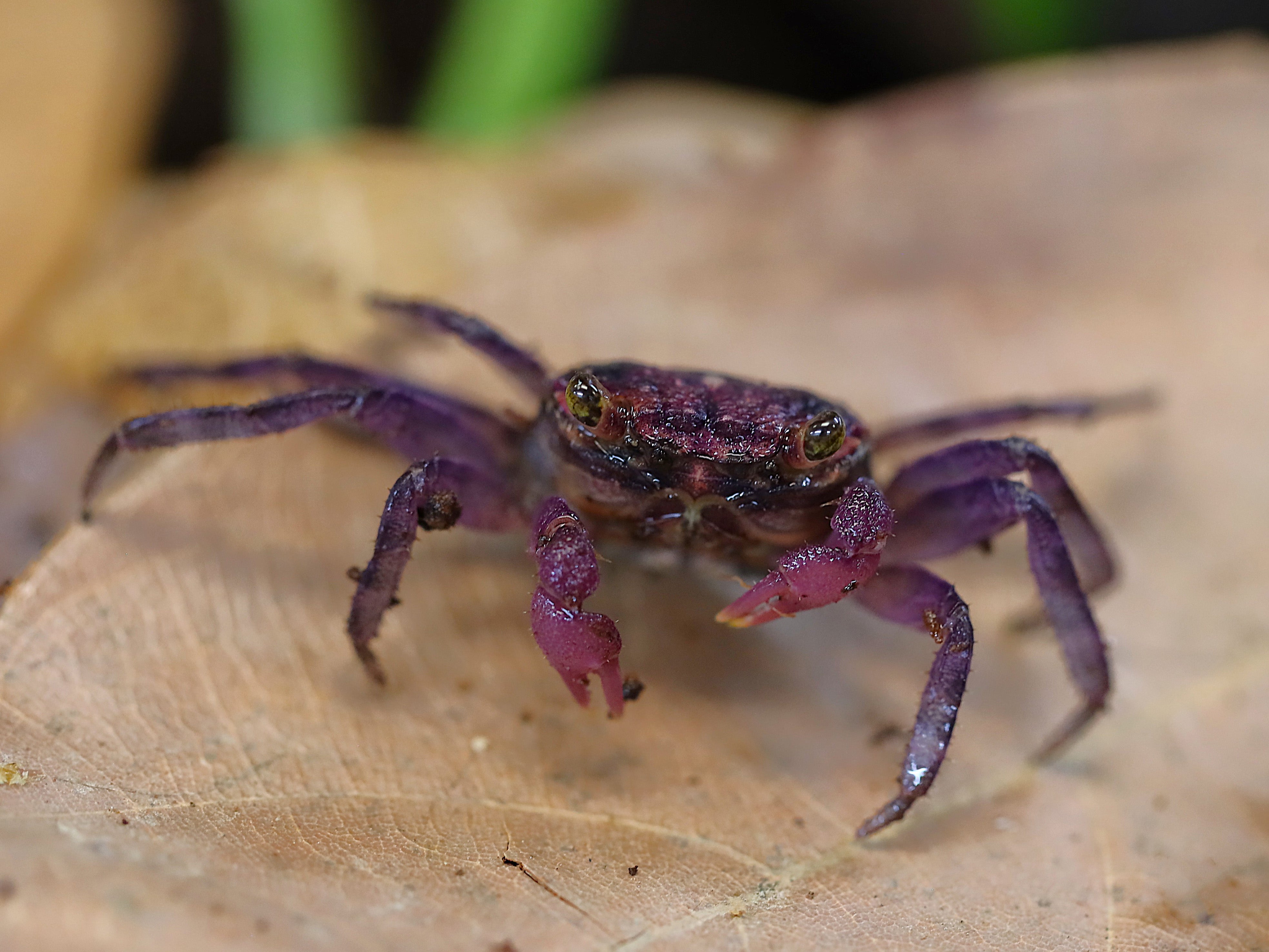 Juvenile female Lavender Vampire Crab (Geosesarma sp.) displaying natural brown and tan juvenile coloration before developing the richer lavender-purple colors seen in mature females.