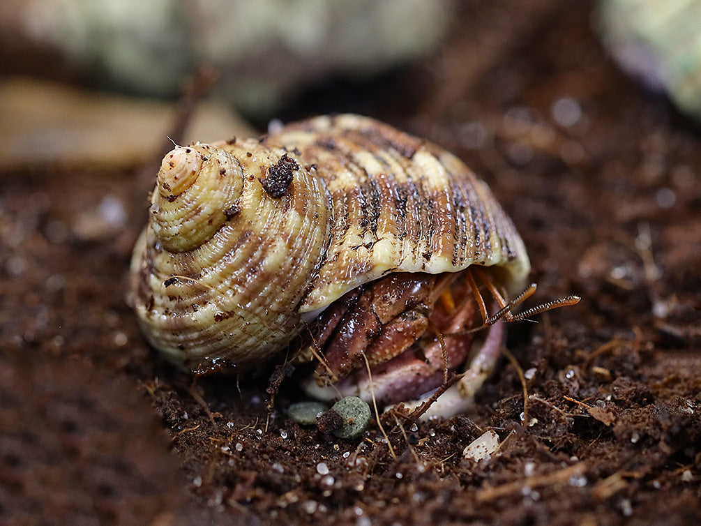 Purple Land Hermit Crab carrying its protective shell while exploring a humid tropical enclosure.