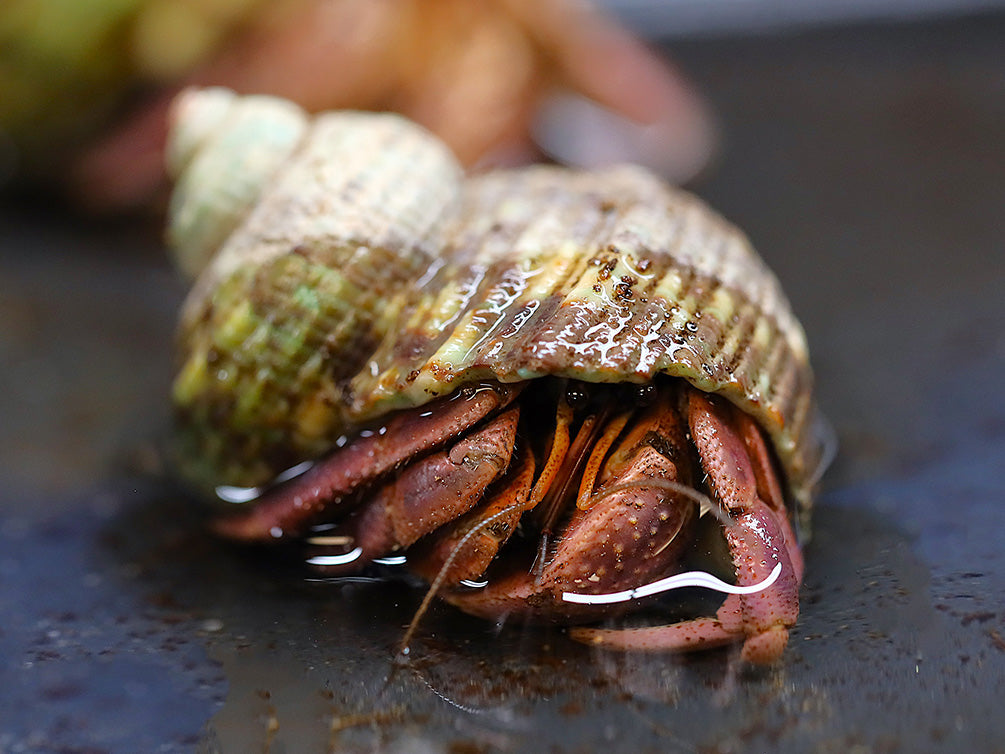 Purple Land Hermit Crab for sale at Aquatic Arts displaying vibrant purple coloration while emerging from its natural shell.