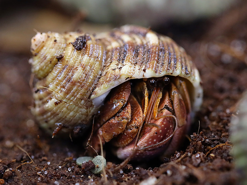 Purple Land Hermit Crab resting inside its shell with vivid purple coloration.