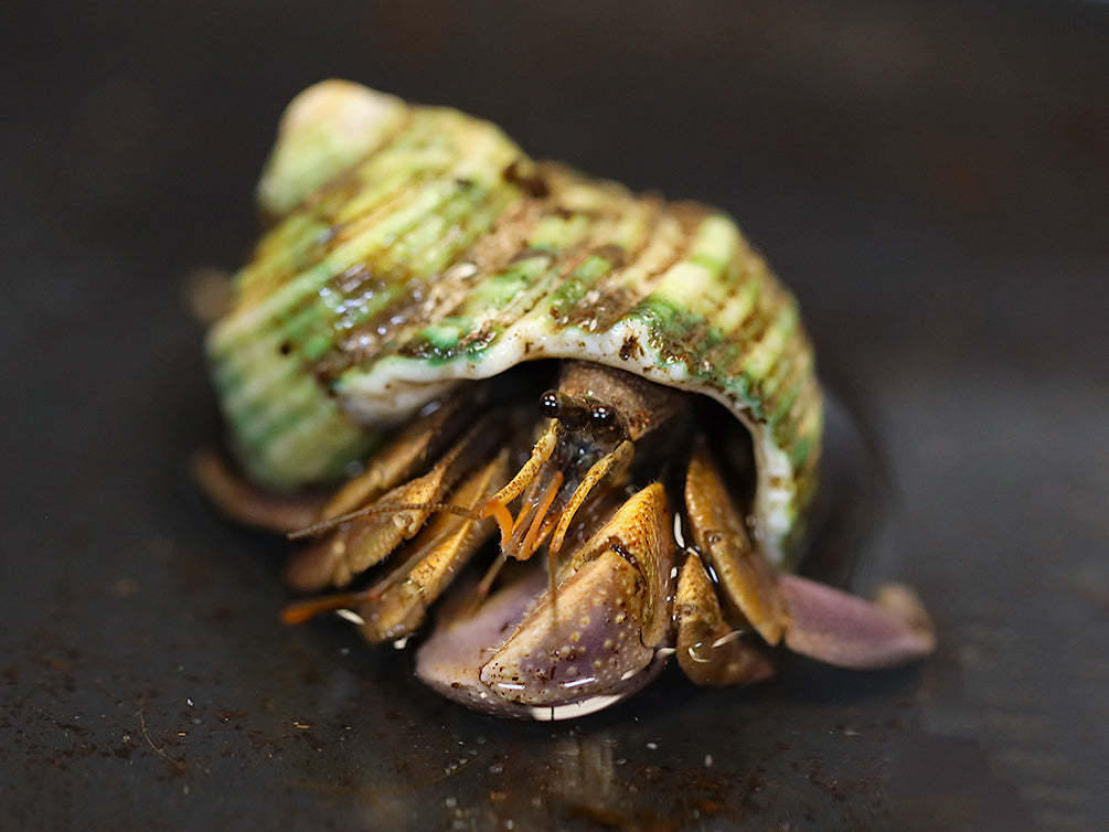 Purple Hermit Crab for sale at Aquatic Arts displaying vivid purple coloration while emerging from its natural shell.