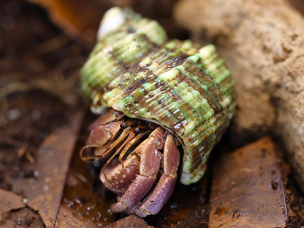 Purple Hermit Crab for sale at Aquatic Arts displaying vivid purple coloration while emerging from its natural shell.