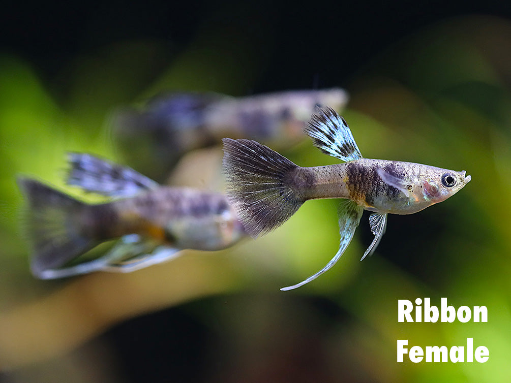 Purple Tiger Guppy (Poecilia reticulata) – Tank-Bred