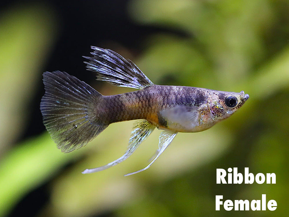 Purple Tiger Guppy (Poecilia reticulata) – Tank-Bred