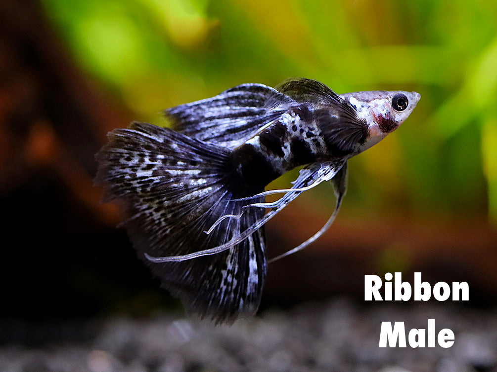 Purple Tiger Guppy (Poecilia reticulata) – Tank-Bred