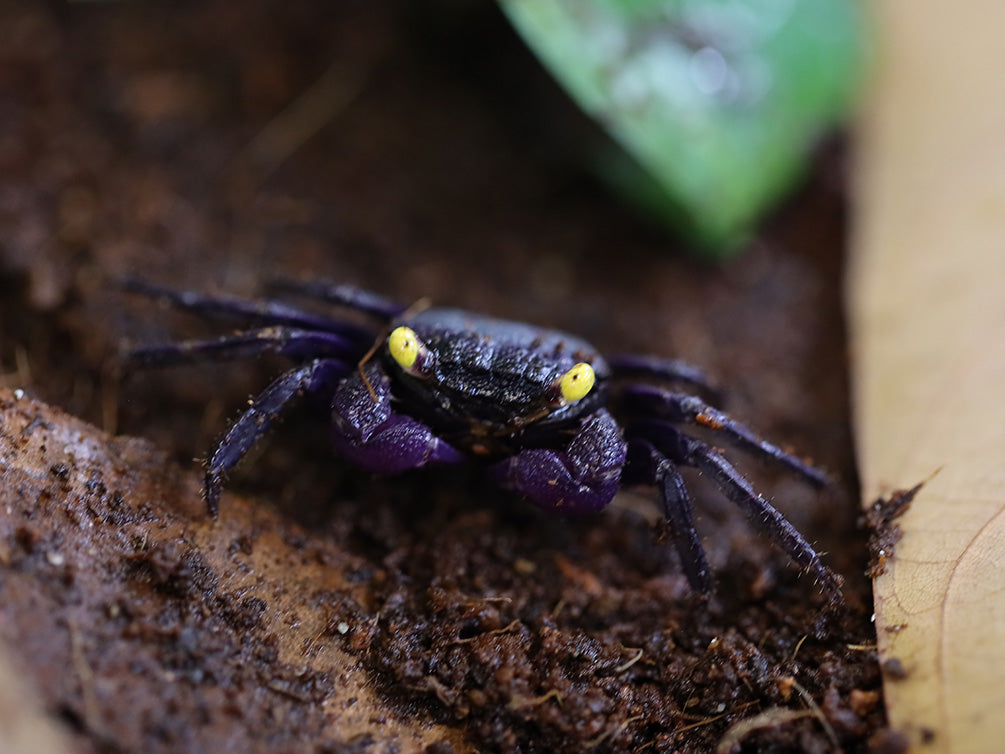 Purple Vampire Crab (Geosesarma noduliferum / bogorensis )