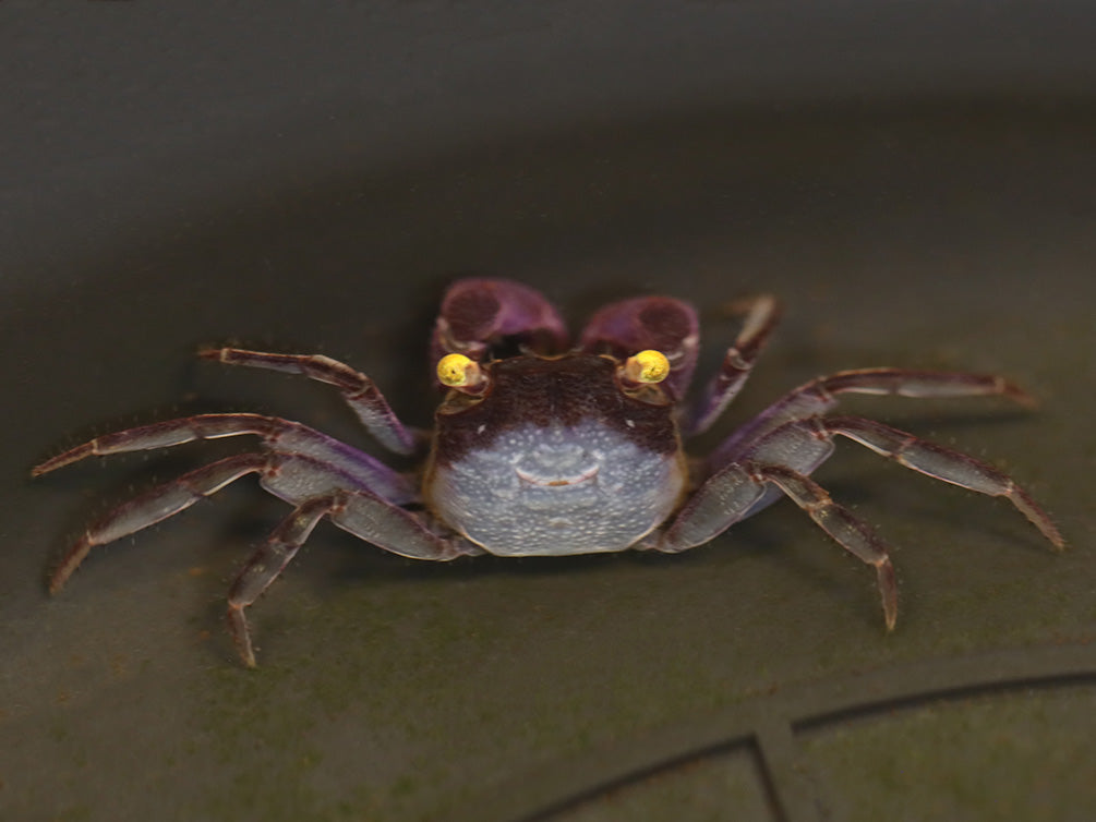 Purple Vampire Crab (Geosesarma noduliferum / bogorensis )