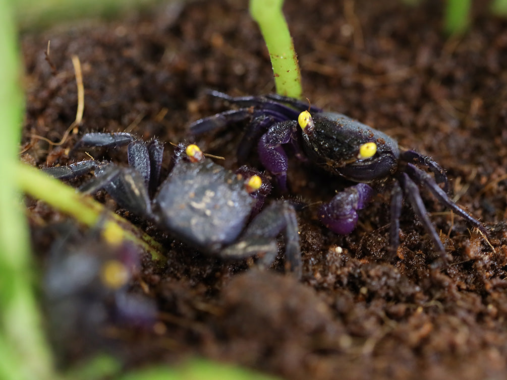 Purple Vampire Crab (Geosesarma noduliferum / bogorensis )
