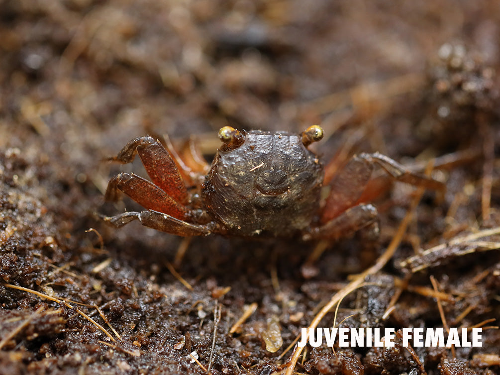 Rainbow Vampire Crab (Geosesarma rouxi "Red Legged")