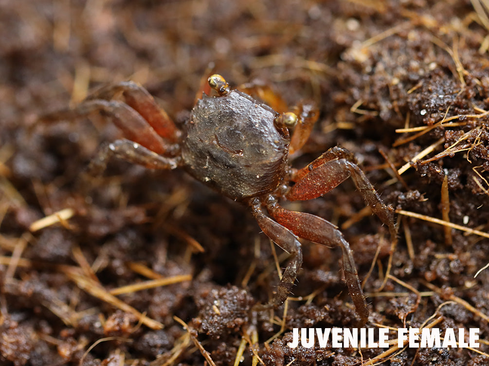Rainbow Vampire Crab (Geosesarma rouxi "Red Legged")