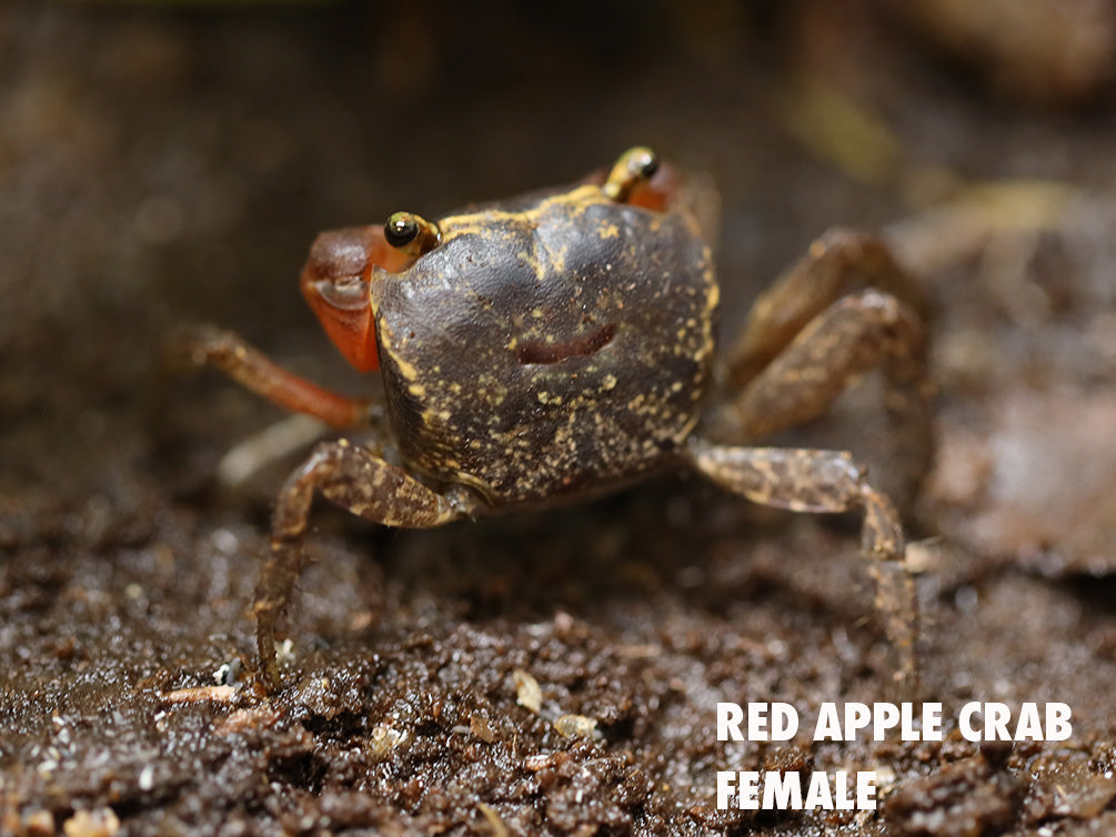 Red Apple AKA Chameleon Crab (Metasesarma aubryi)