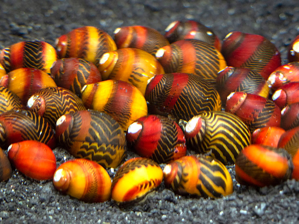 Red, Gold, and Black Nerite Snail Combo