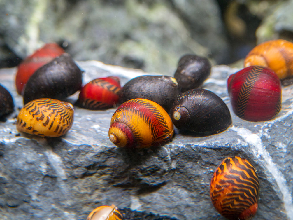 Red, Gold, and Black Nerite Snail Combo