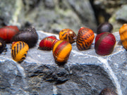 Red, Gold, and Black Nerite Snail Combo
