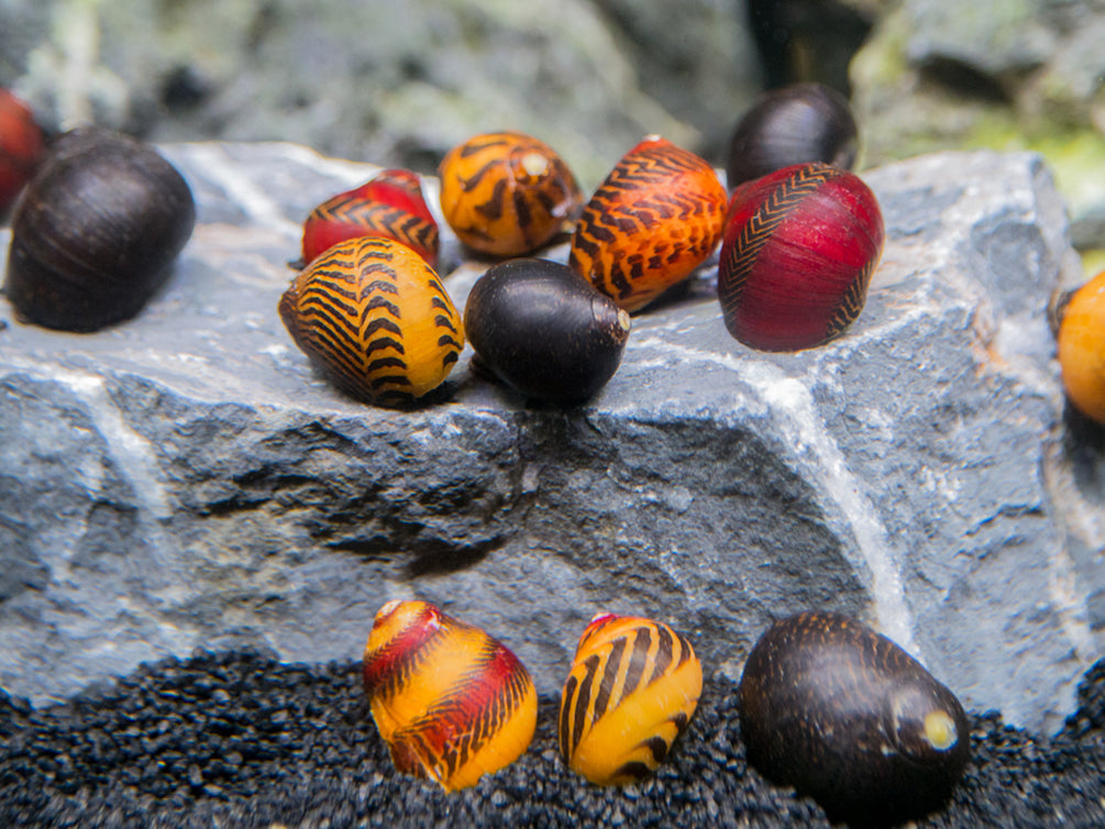 Red, Gold, and Black Nerite Snail Combo