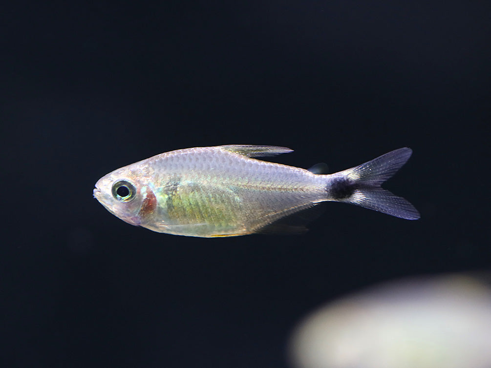 Raccoon Tetra (Hyphessobrycon procyon) - Tank Bred