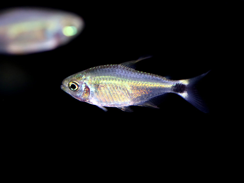 Raccoon Tetra (Hyphessobrycon procyon) - Tank Bred