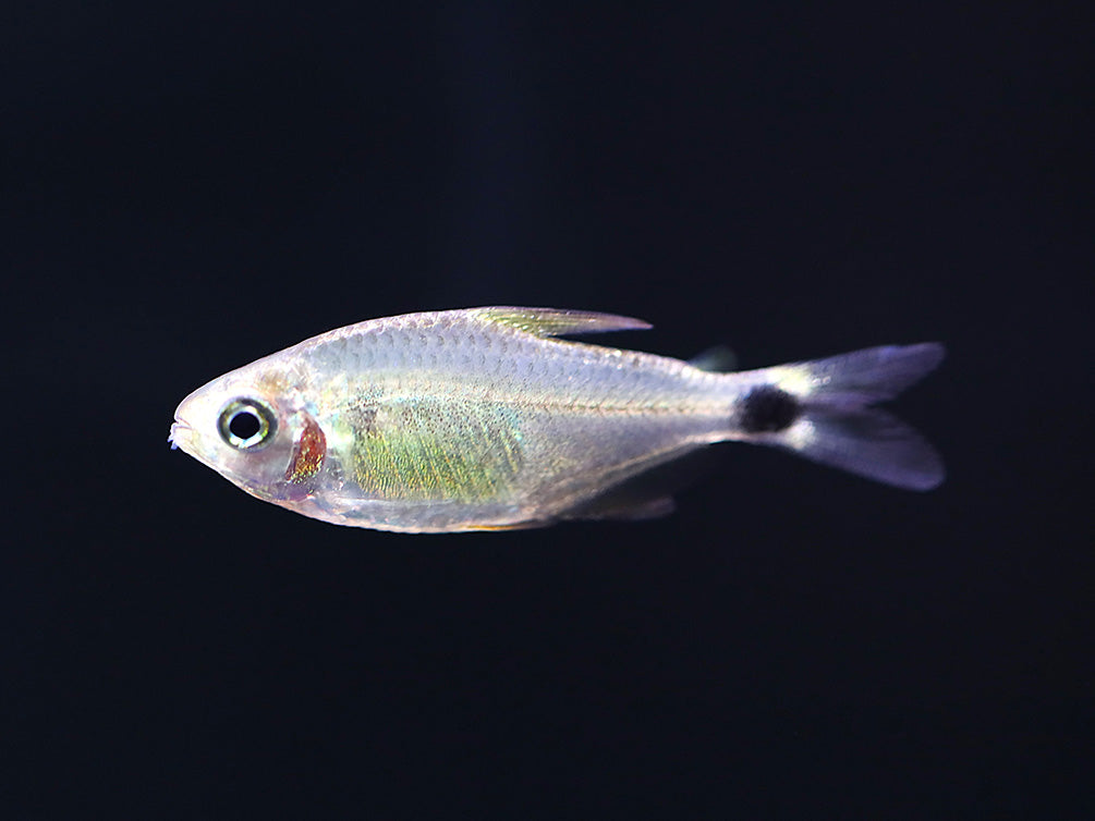 Raccoon Tetra (Hyphessobrycon procyon) - Tank Bred