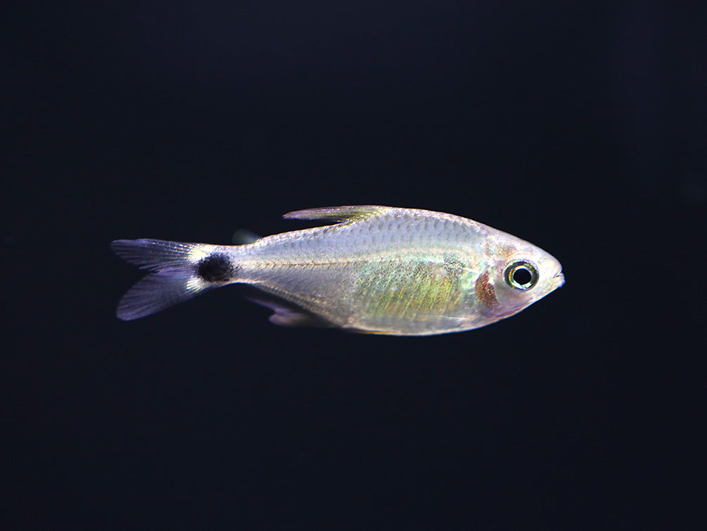 Raccoon Tetra (Hyphessobrycon procyon) - Tank Bred